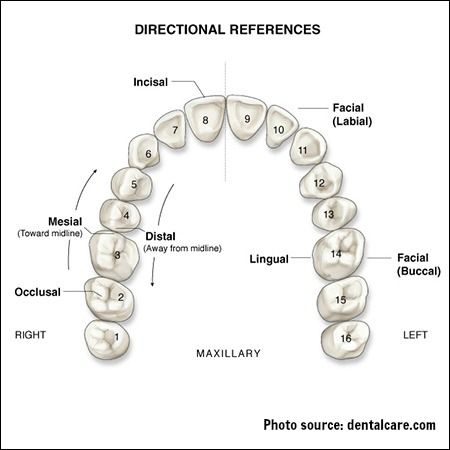 bottom teeth diagram