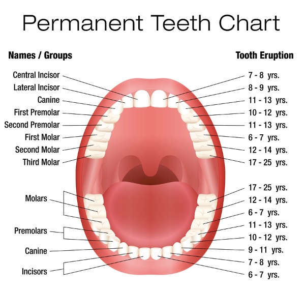 Permanent teeth eruption chart