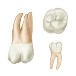 do baby teeth molars have roots