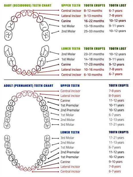 Canine Deciduous Teeth Chart
