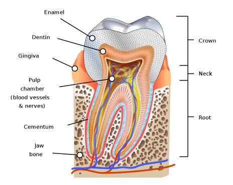 Picture of human tooth